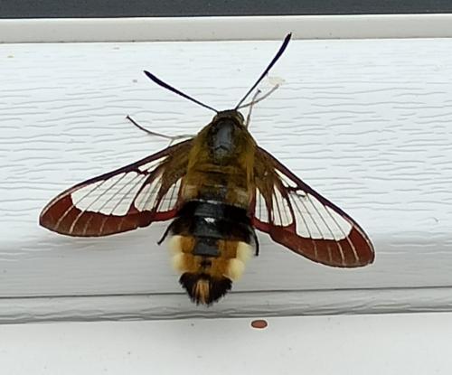 Hemaris fuciformis